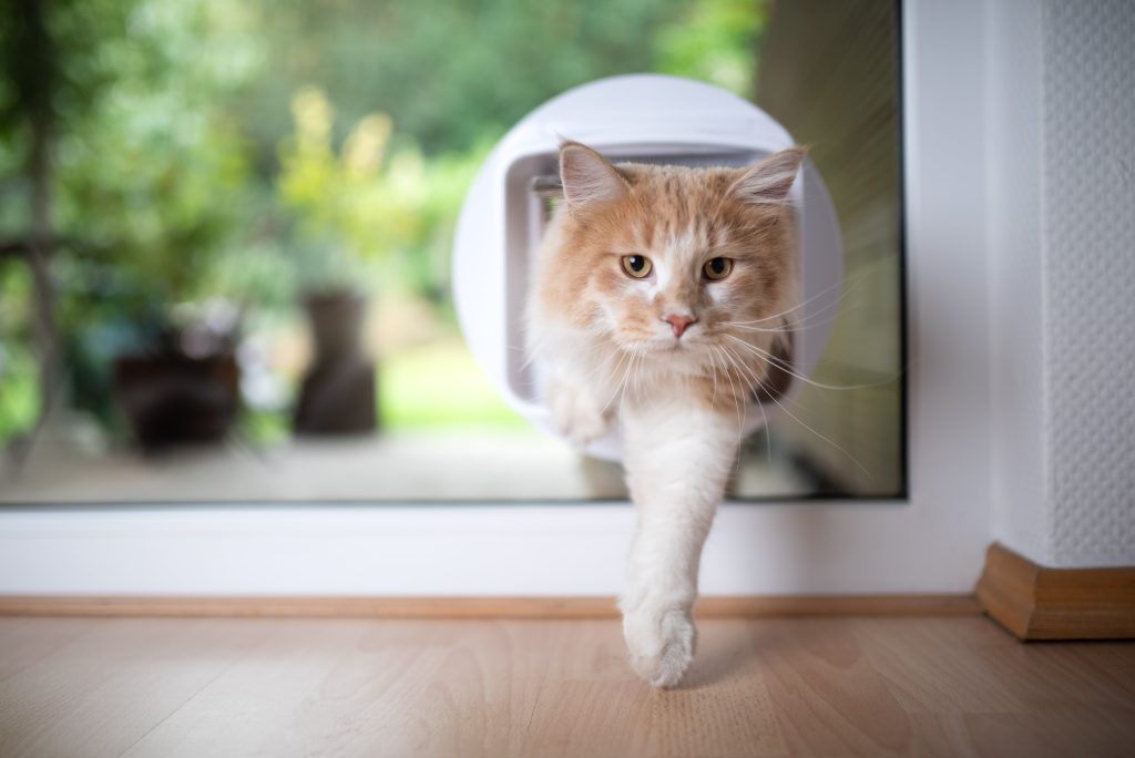 front view of a young white ginger maine coon cat coming home from outdoors passing through cat flap in glass door